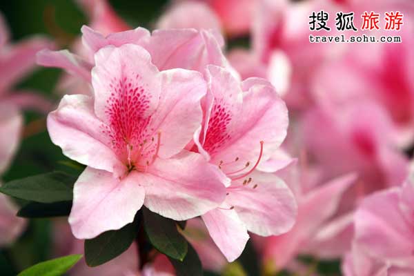 wKgBm04J1yuYTRXiAABZWxDFaag44.jpeg?imageView2%2F2%2Fw%2F2000%2Fh%2F600%2Fq%2F90%7Cwatermark%2F3%2Fimage%2FaHR0cDovL2IyLXEubWFmZW5nd28ubmV0L3M5L00wMC82My84RS93S2dCczFaTmVzV0FZb29JQUFBU2JNMElpRjQyNDEucG5n%2Fgravity%2FSouthEast%2Fdx%2F20%2Fdy%2F20%2Fimage%2FaHR0cDovL2IyLXEubWFmZW5nd28ubmV0L3M5L00wMC82My84RS93S2dCczFaTmVzV0FZb29JQUFBU2JNMElpRjQyNDEucG5n%2Fgravity%2FSouthEast%2Fdx%2F20%2Fdy%2F20