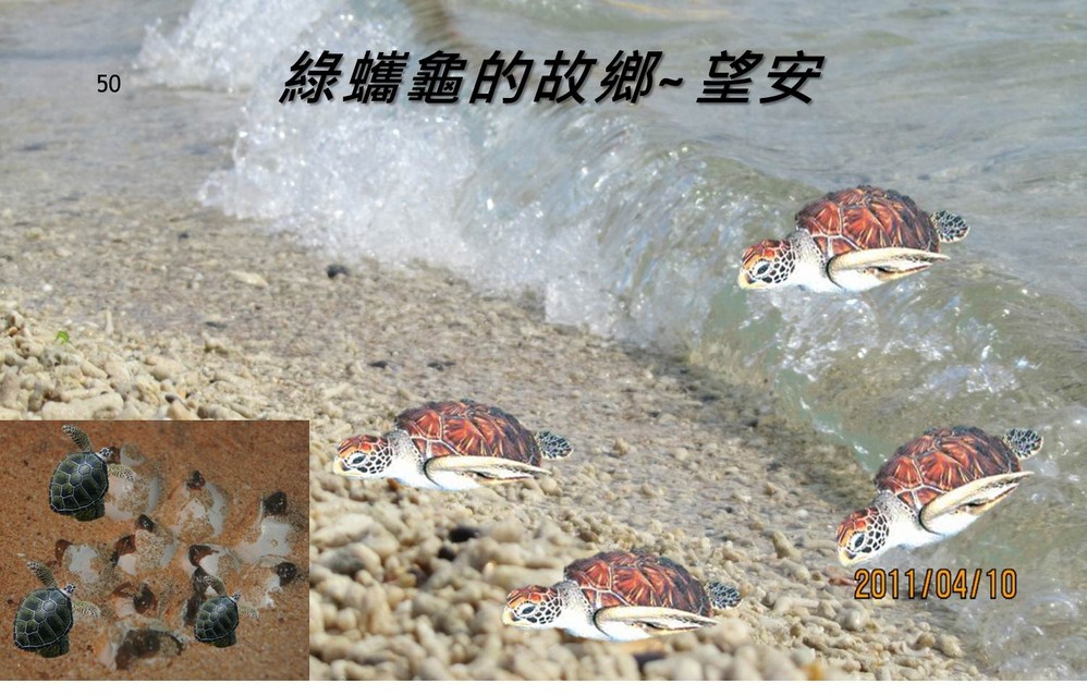 海鸥彩云飞简谱_海鸥飞处彩云飞