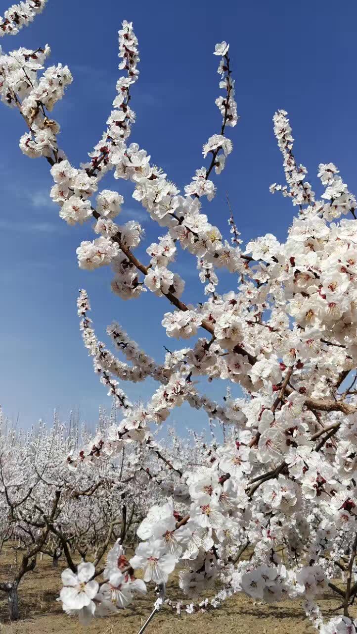 今年吐鲁番的杏花什么时候开?