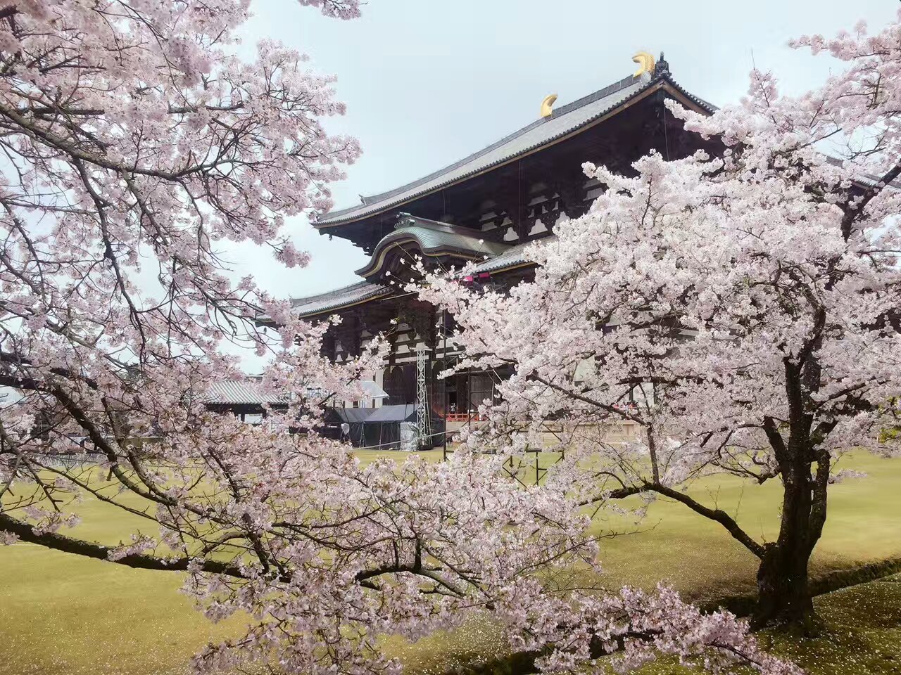 2017年去日本2017年4月17-22号,去日本大阪,京都,奈良线,还能看到樱花