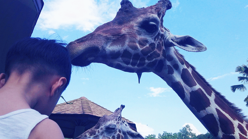 带着团子去旅行 | 2017清迈照顾小象,普吉挖沙看海捉小螃蟹(3岁8个月