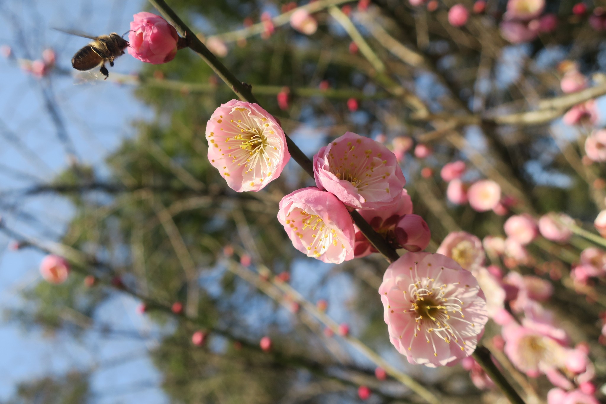 它是六瓣梅花.