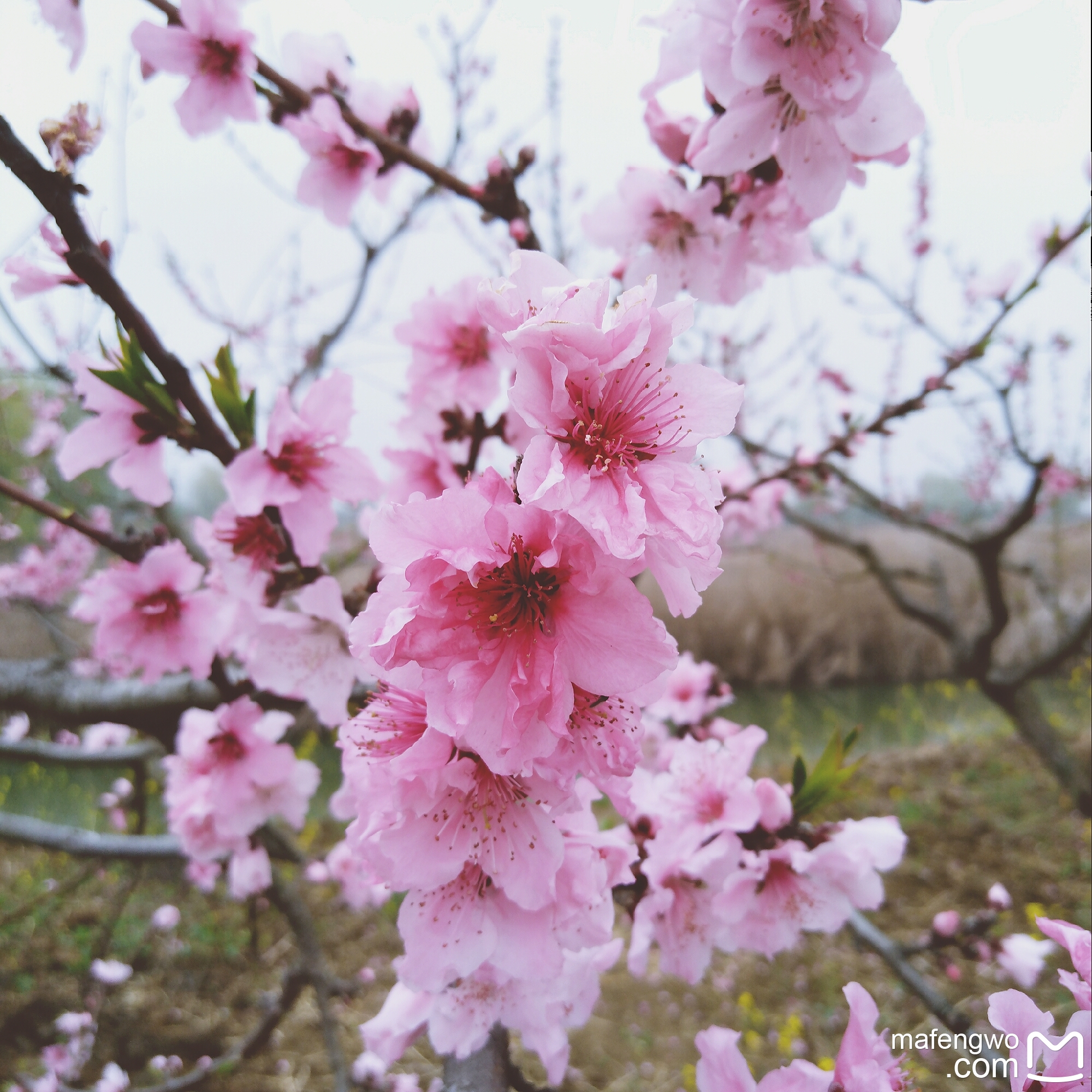 三生三世桃花林 --- 江苏泗洪休闲美食两日游