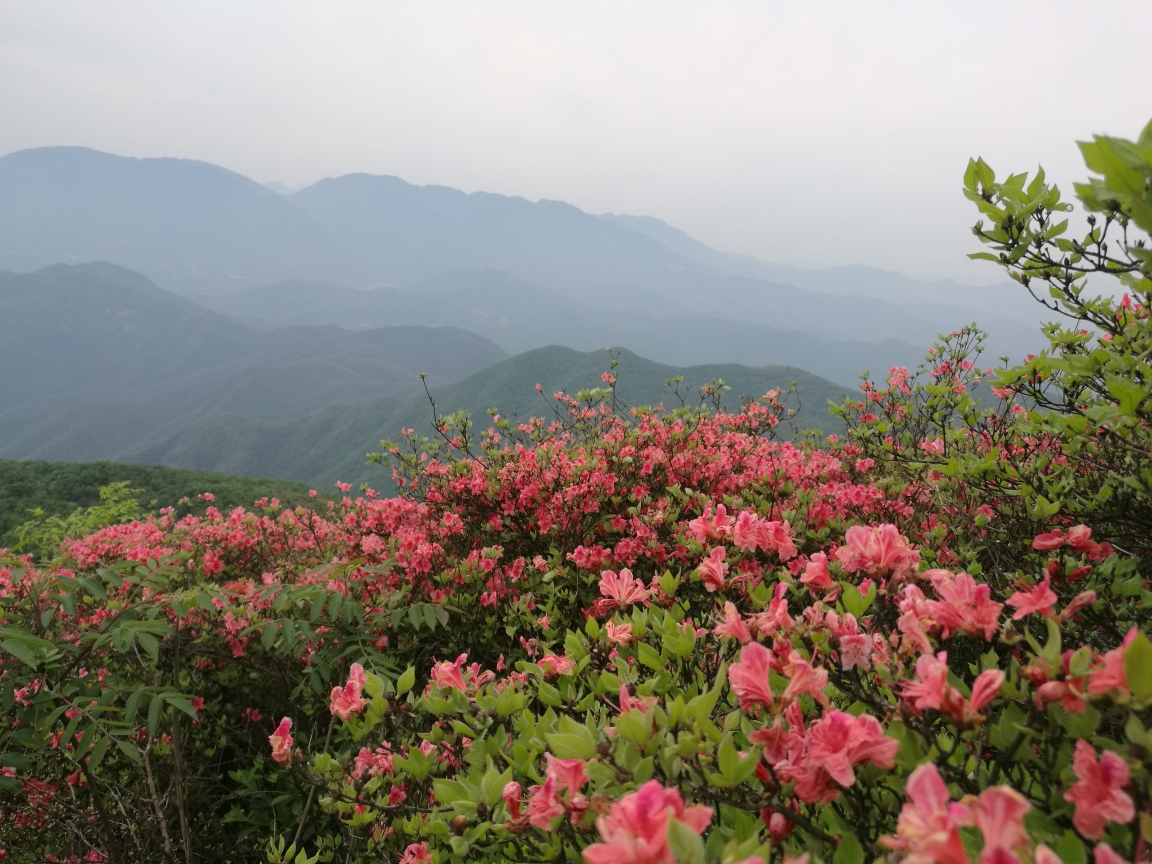 待到山花烂漫时