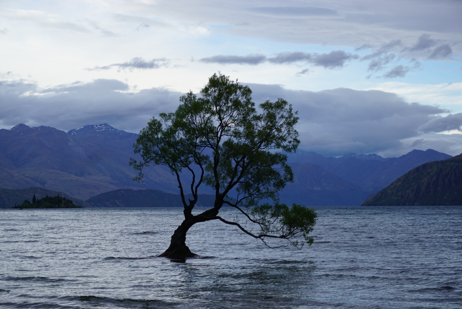 wanaka的skydive和孤独的树