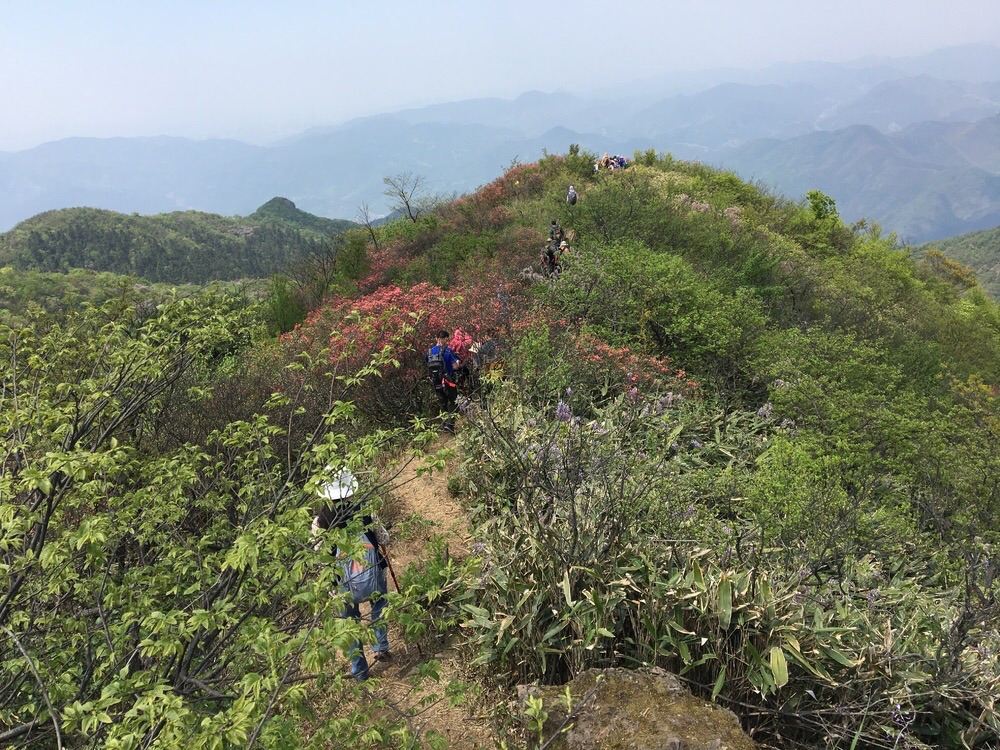 【杭州周边游】漫山野杜鹃,穿越鸬鸟山