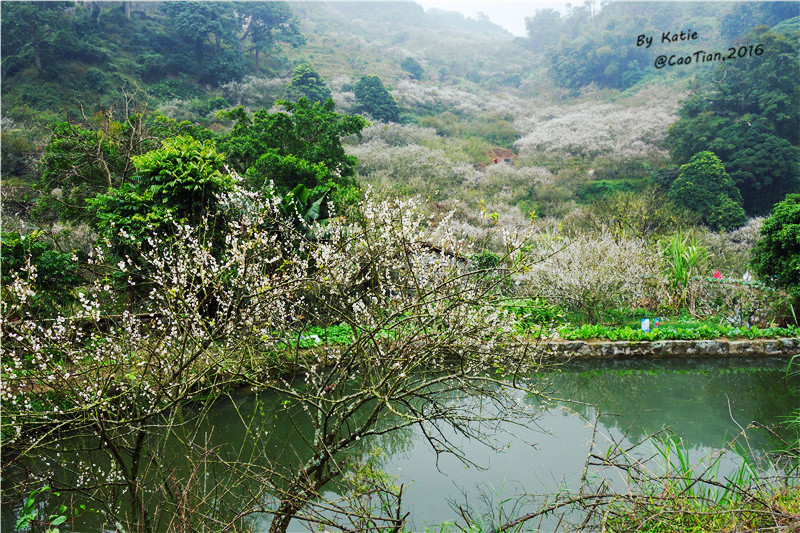 闲暇周末,广东新兴曹田村赏梅,探寻雨中朦胧古屋