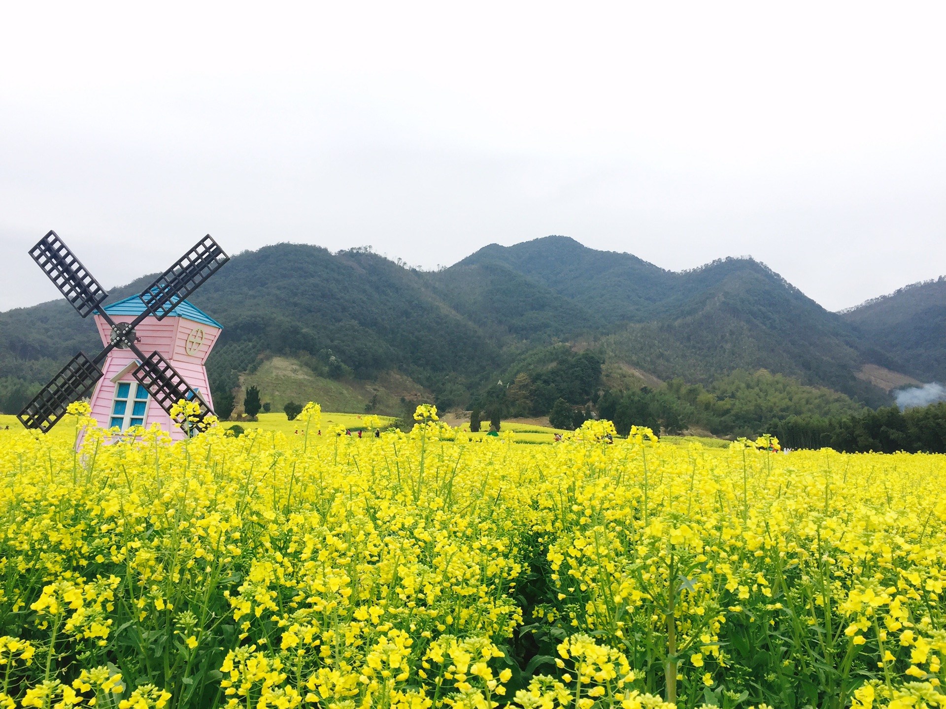 油菜花的味道  记起那熟悉的菜油味 地点:浙江省 宁波市 溪口镇 新建