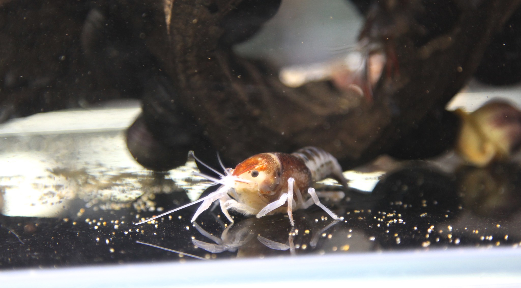 水族有多少人口_北流隆盛镇有多少人口(3)