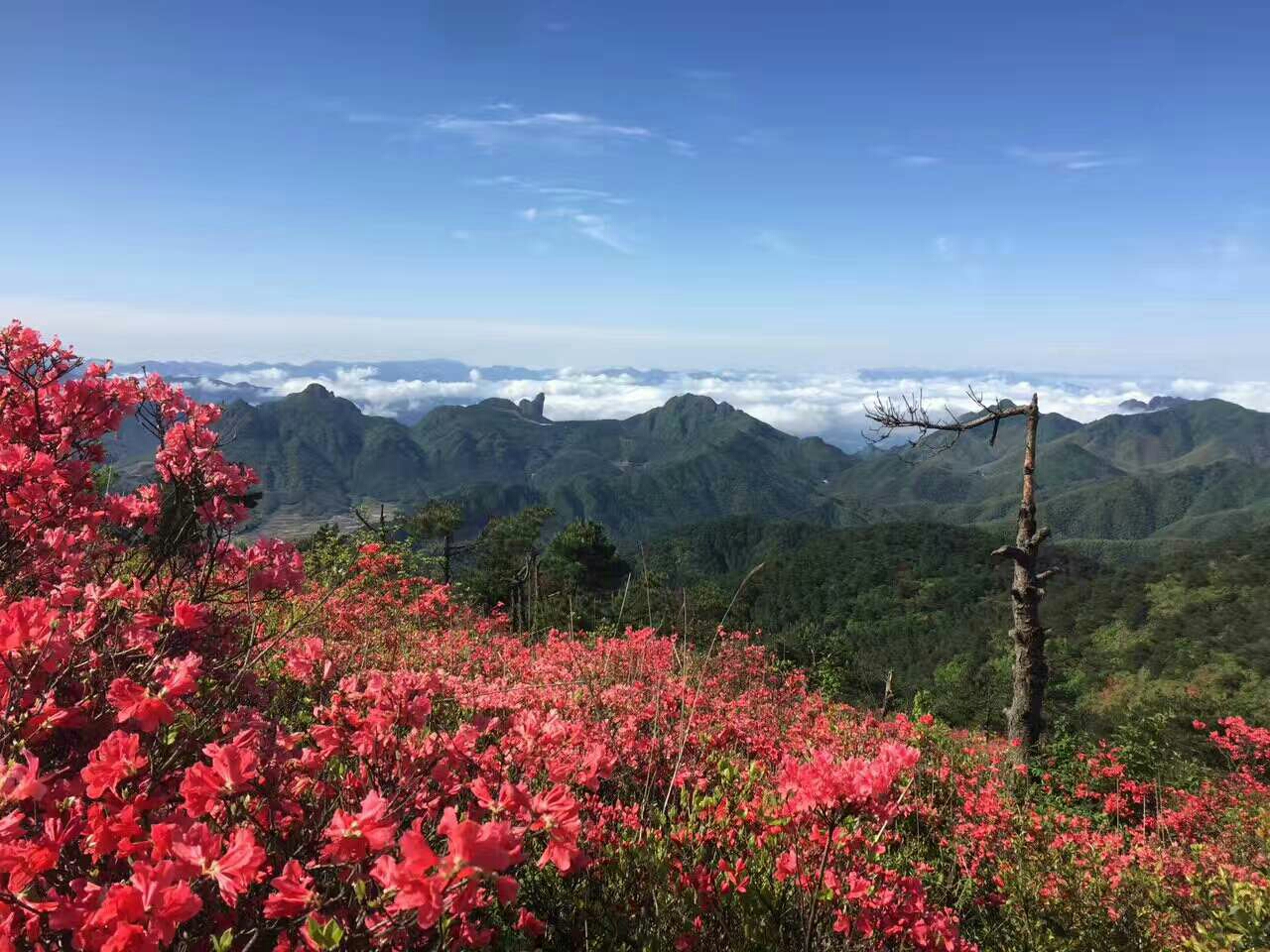 待到山花烂漫时——浙西南自驾游之四,桃源旅游攻略 - 马蜂窝