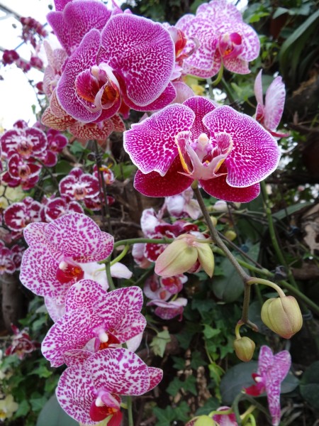 无忧树开花 wKgBZ1i1fF6ABl8hAA2G2oyRcns16.jpeg?imageView2%2F2%2Fw%2F600%2Fh%2F600%2Fq%2F90