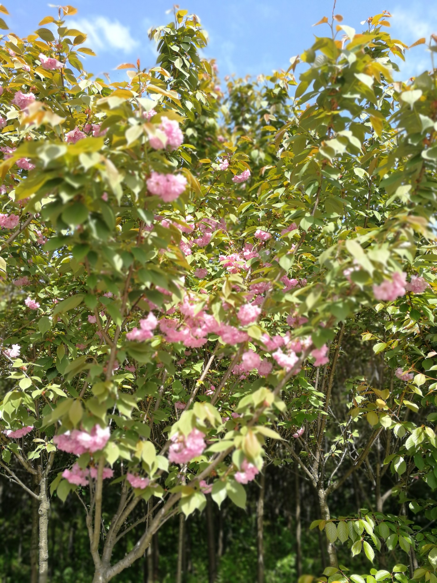 沙湾区轸溪乡双山村赏樱花