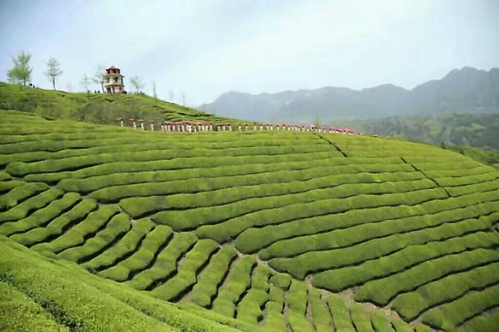 这是湖北省,恩施州,鹤峰县,茶园景区,一日游