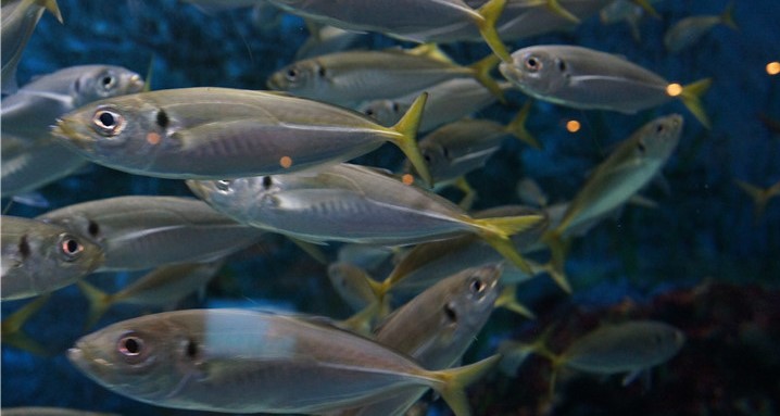 wKgBEFtVnuaAMReVAAHUb0oyec467.jpeg?imageView2%2F2%2Fw%2F600%2Fh%2F600%2Fq%2F90