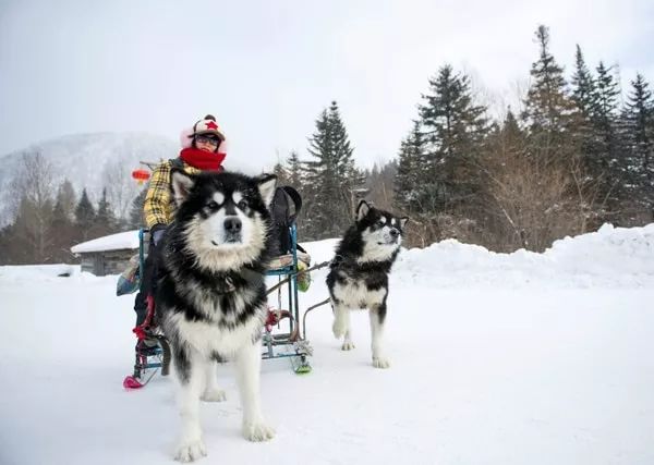 梦境迷踪，解密梦别梦见舅舅砍狗尾巴，我跑去救狗狗的深层含义