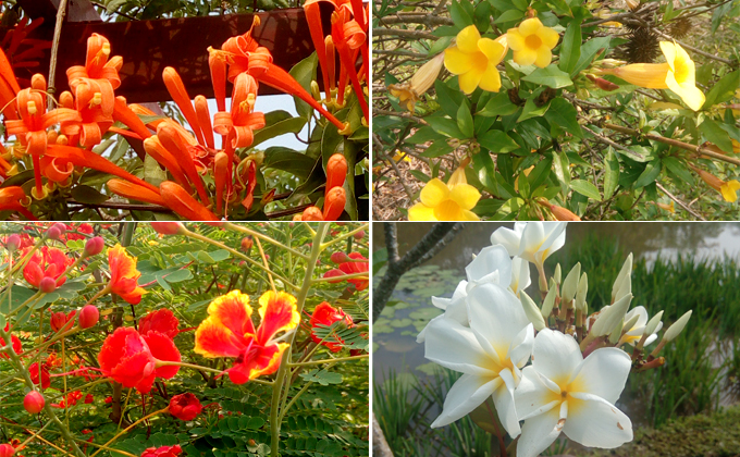 西双版纳:曼听 植物园 花卉园,美丽的自然课