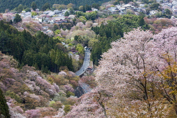 2018日本关西樱花季