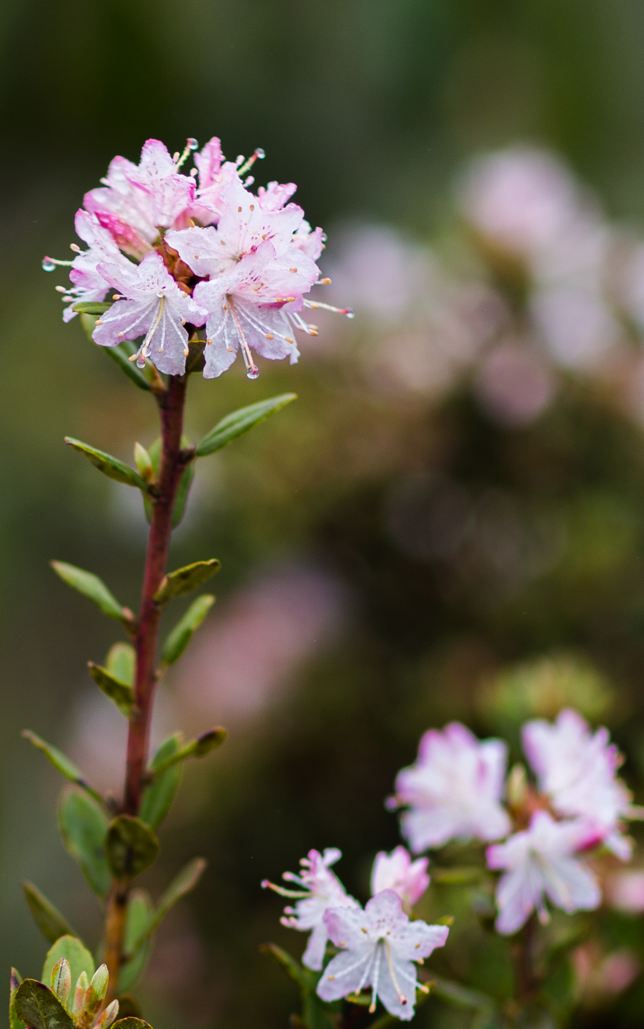 "高山玫瑰"--凉山美姑索玛花韵