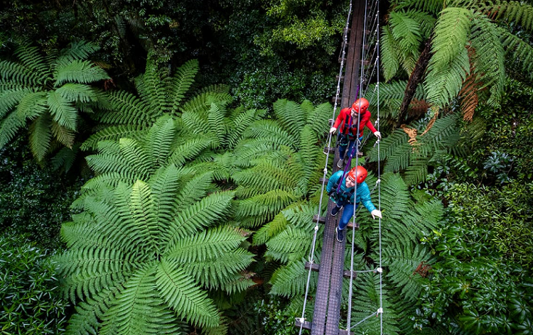 也是新西兰仅有的一家原始森林高空滑索,探险500公顷的古老原始森林中