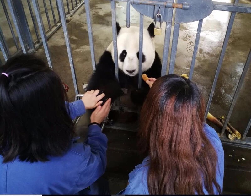 体验大熊猫爱心饲养员的一天!可以亲喂滚滚哦!