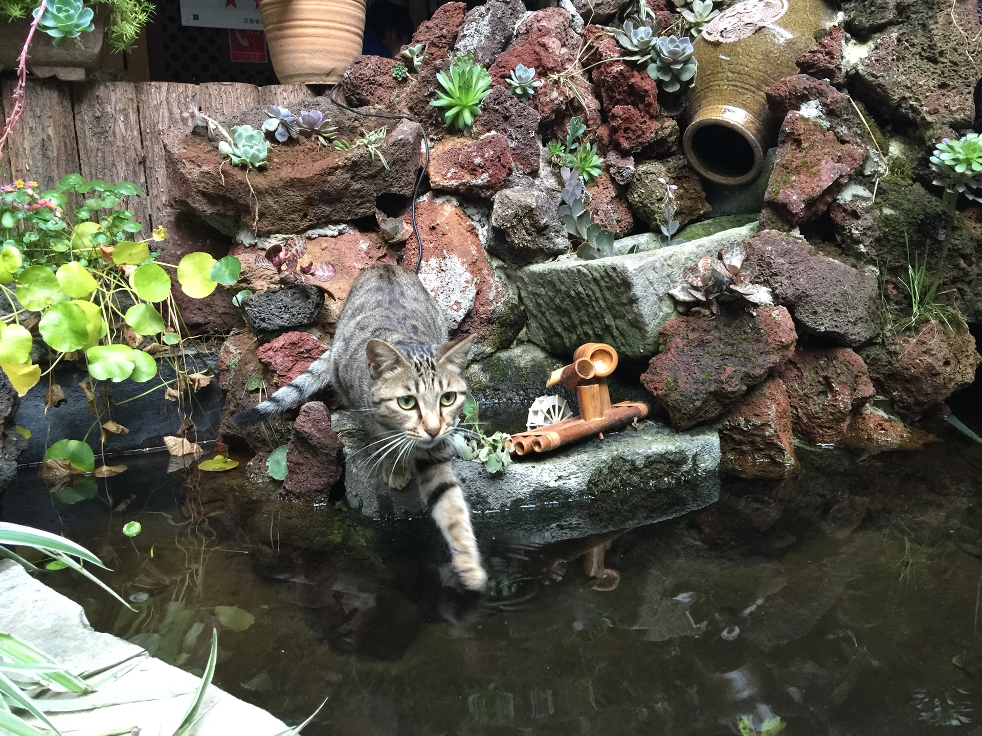 辞丰什么成语_辞九门回忆等什么君(2)