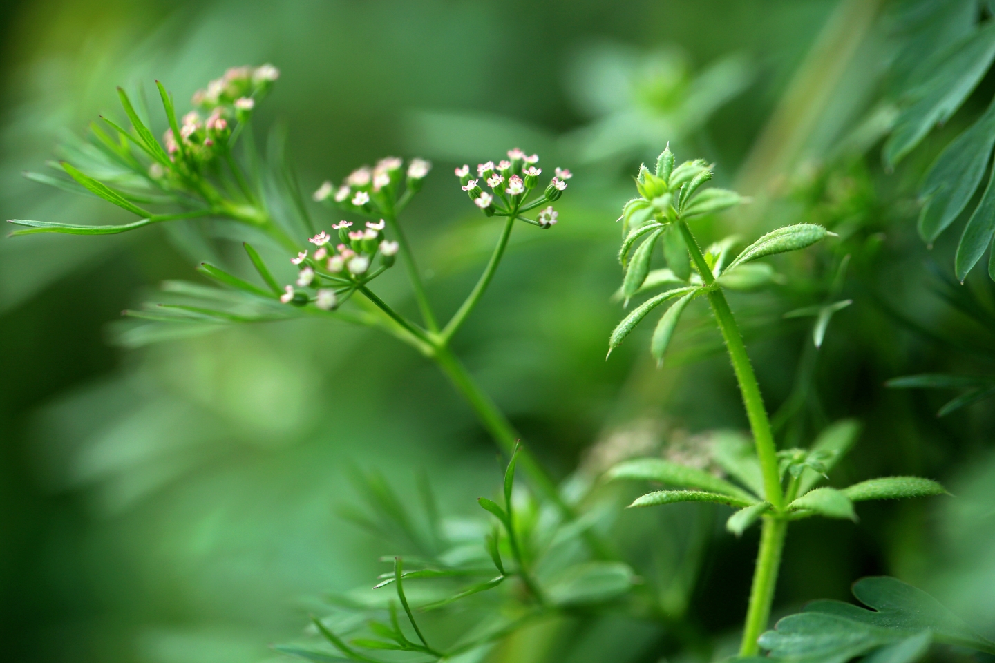 细叶旱芹