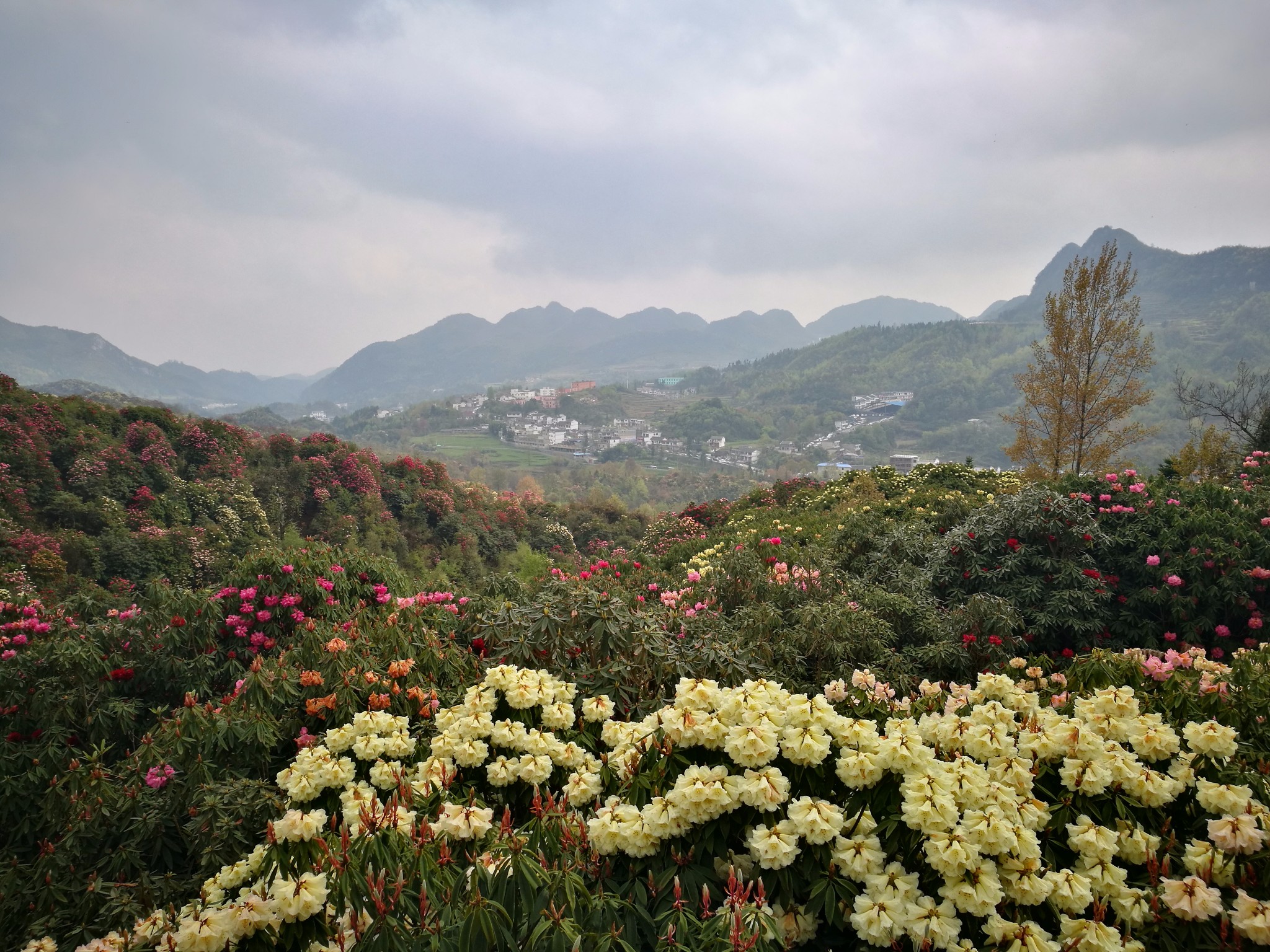 20180330-0401,百里杜鹃,大方旅游攻略 - 马蜂窝