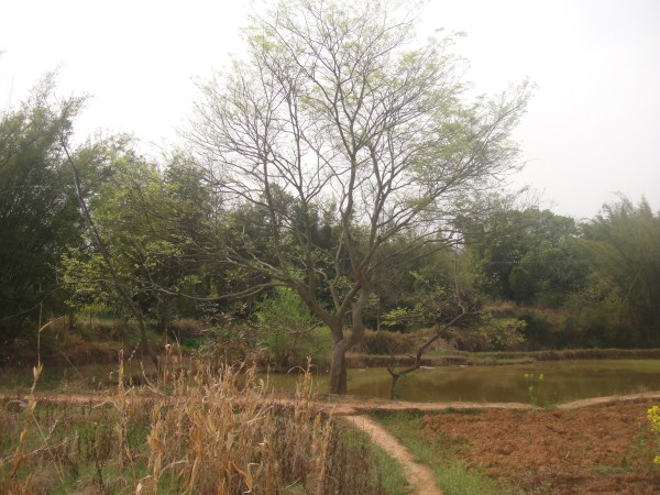 三月三,去赏花(赣州信丰县城绕大塘、坪石骑