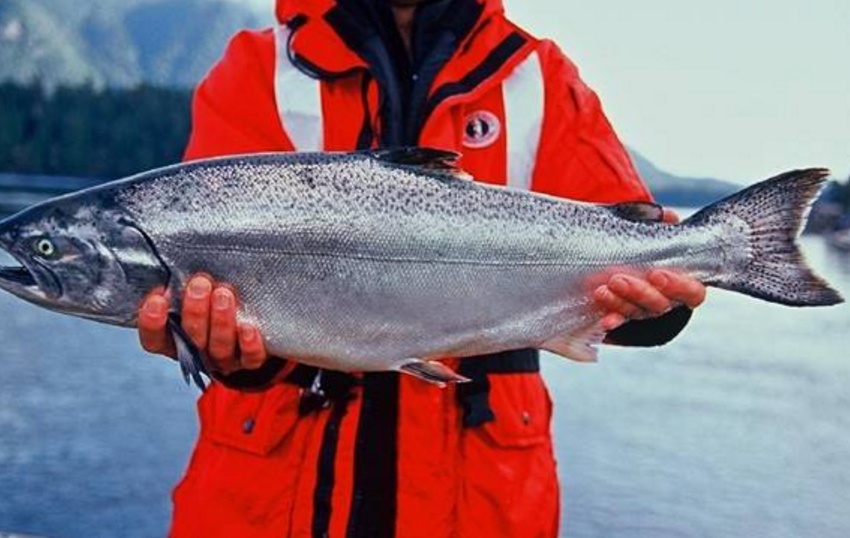 加拿大的三文鱼也非常的值得一买,因为加拿大则是太平洋野生三文鱼的