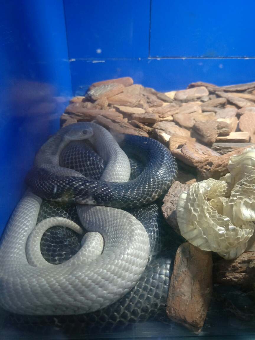 wKgBEFtLFBCABYgvAApd8zxcc3I29.jpeg?imageView2%2F2%2Fw%2F600%2Fh%2F600%2Fq%2F90