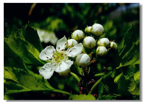 随风摇曳的流苏花 wKgBEFqLzkiAdcC_AAE3OGTud7U48.jpeg?imageView2%2F2%2Fw%2F600%2Fh%2F600%2Fq%2F90