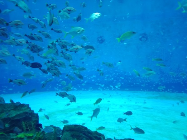 海洋公园哪个比较值得去 wKgED1xFrQSAdMZpAAcuuf6wJUM71.jpeg?imageView2%2F2%2Fw%2F600%2Fh%2F600%2Fq%2F90
