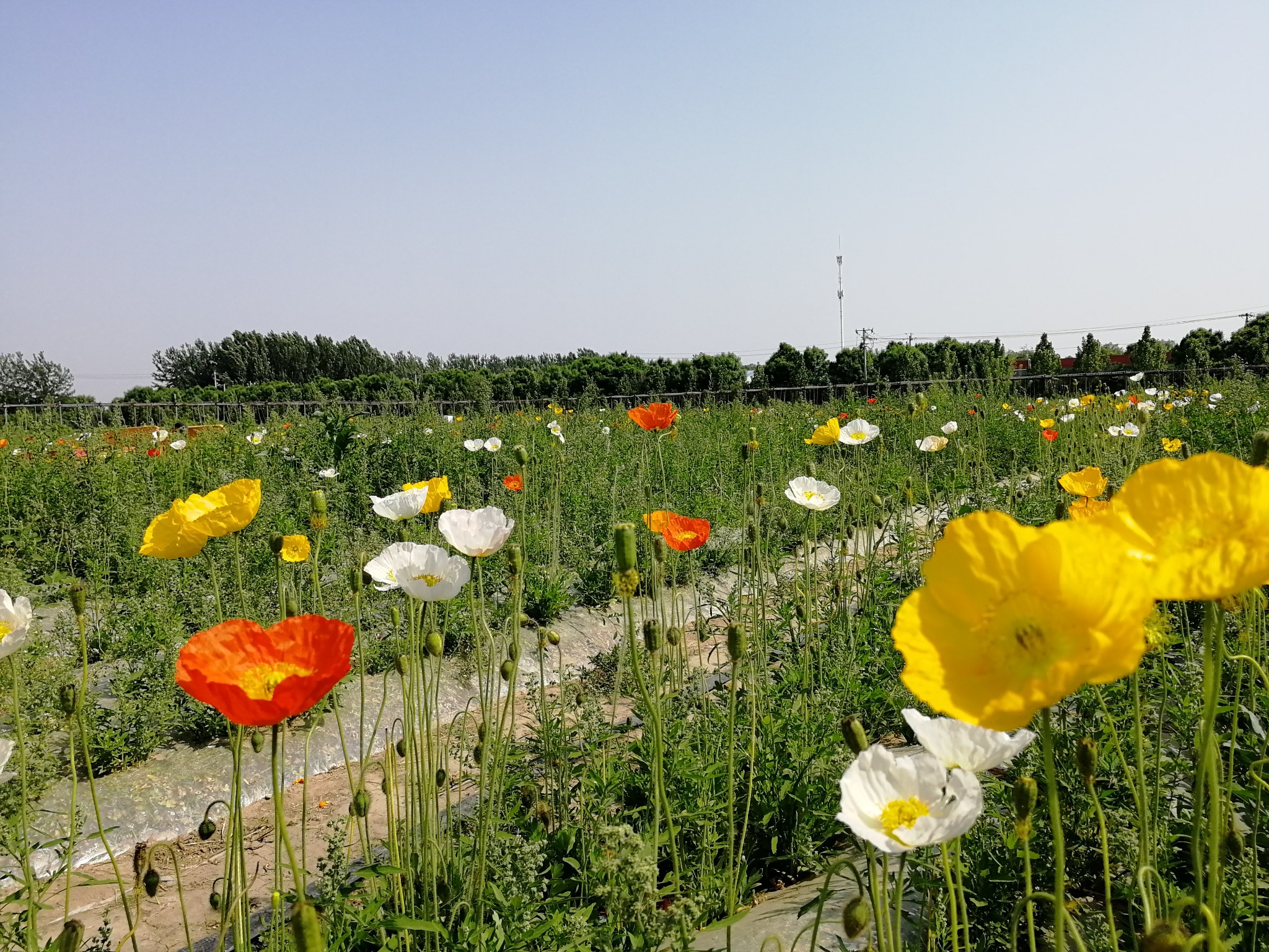 通州花仙子万花园