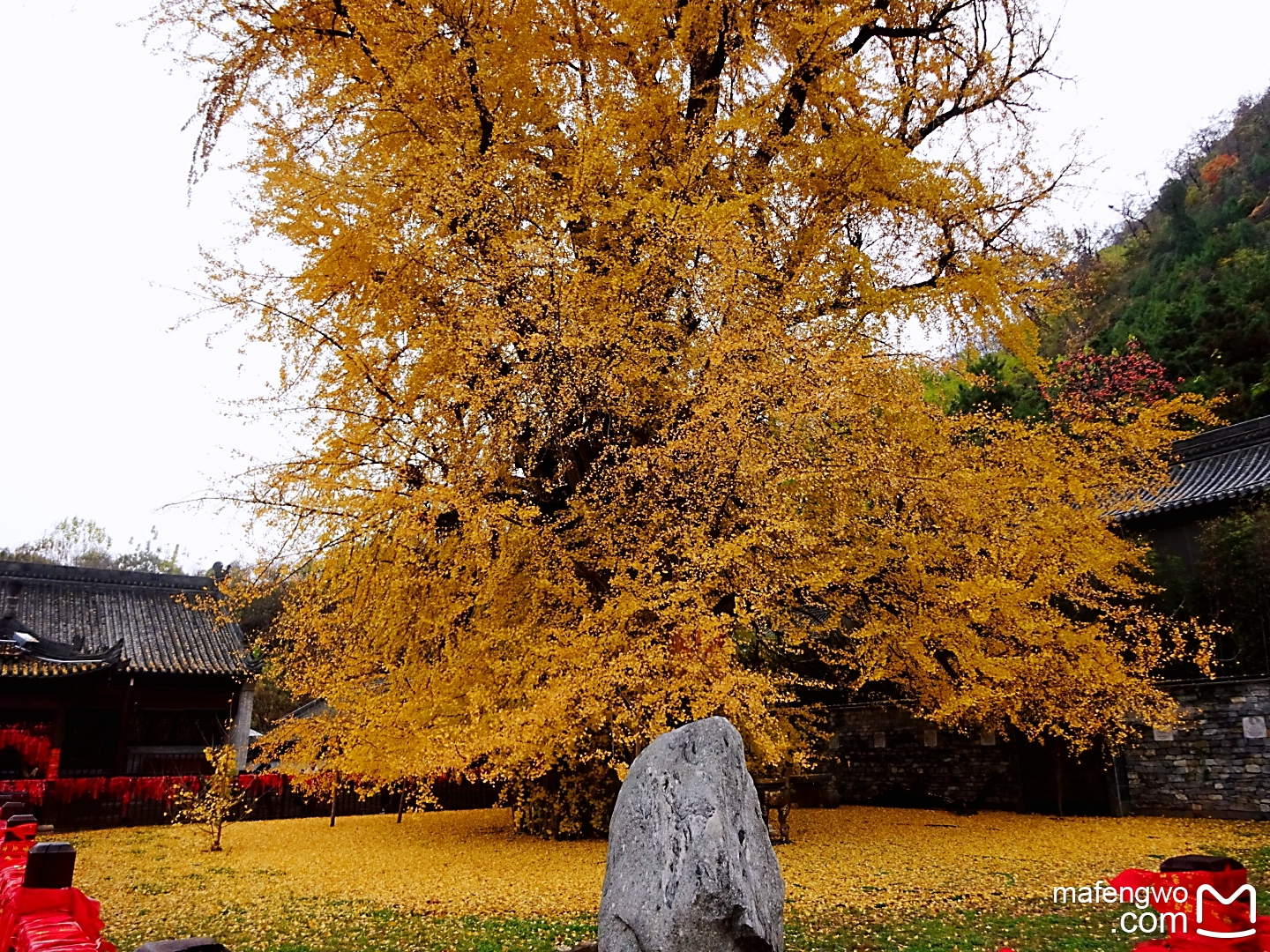 梦中的千年银杏-西安古观音禅寺之旅