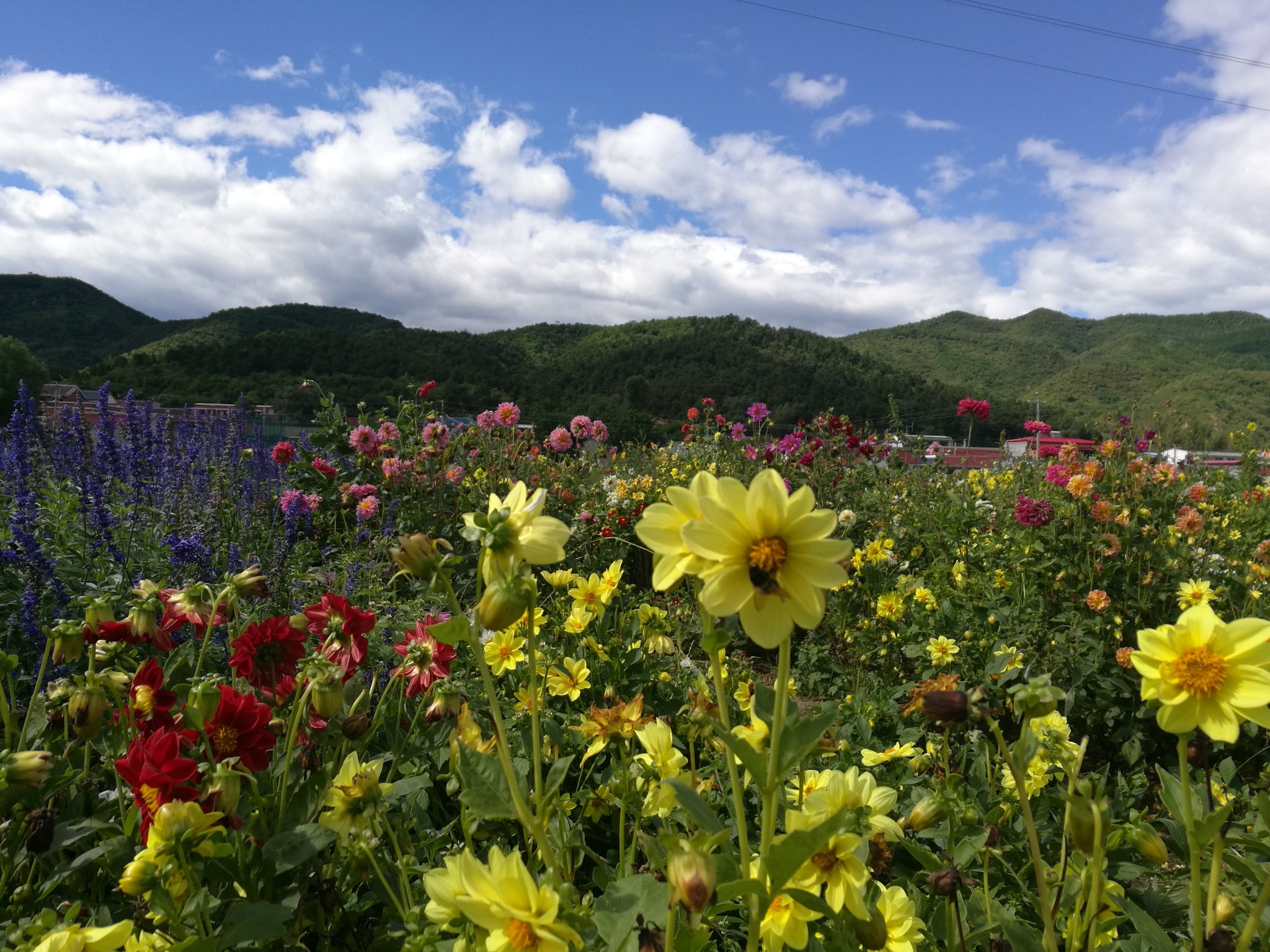 初秋在这里相遇延庆四季花海