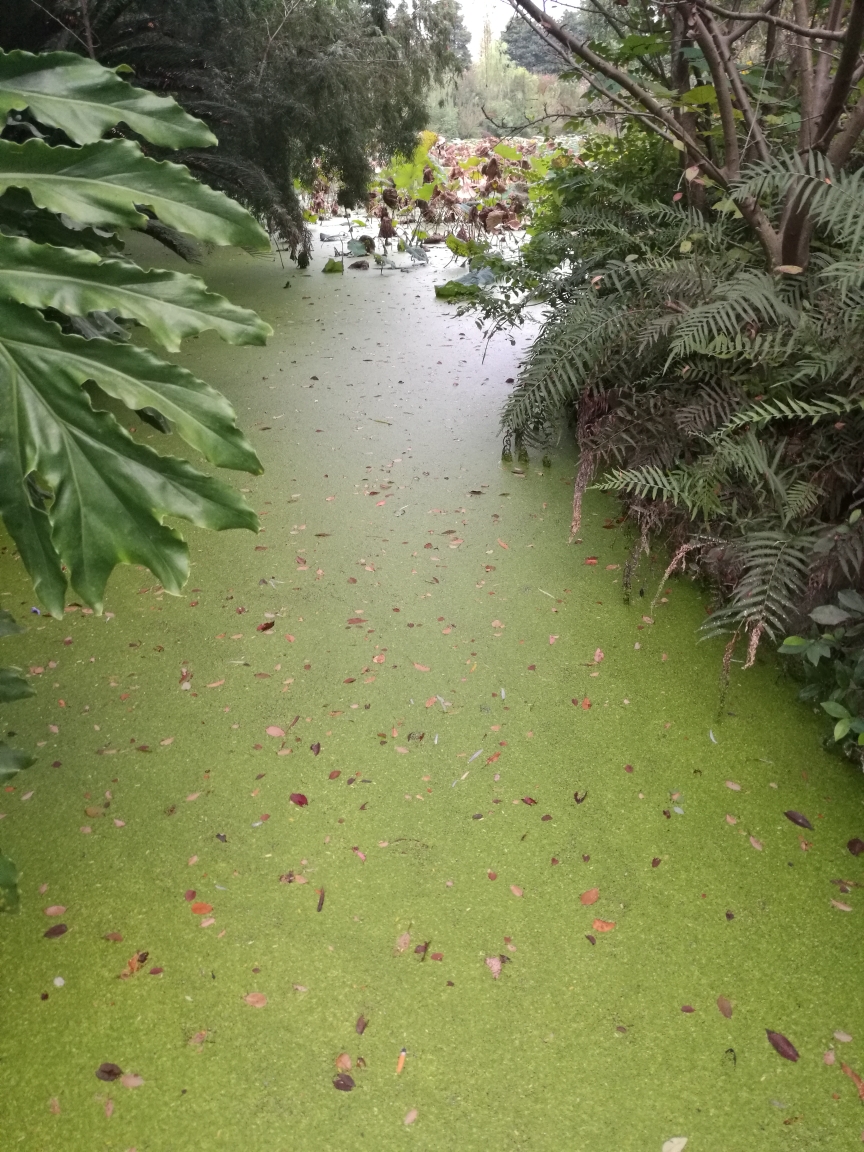 花小溪猜成语_小溪简笔画(2)