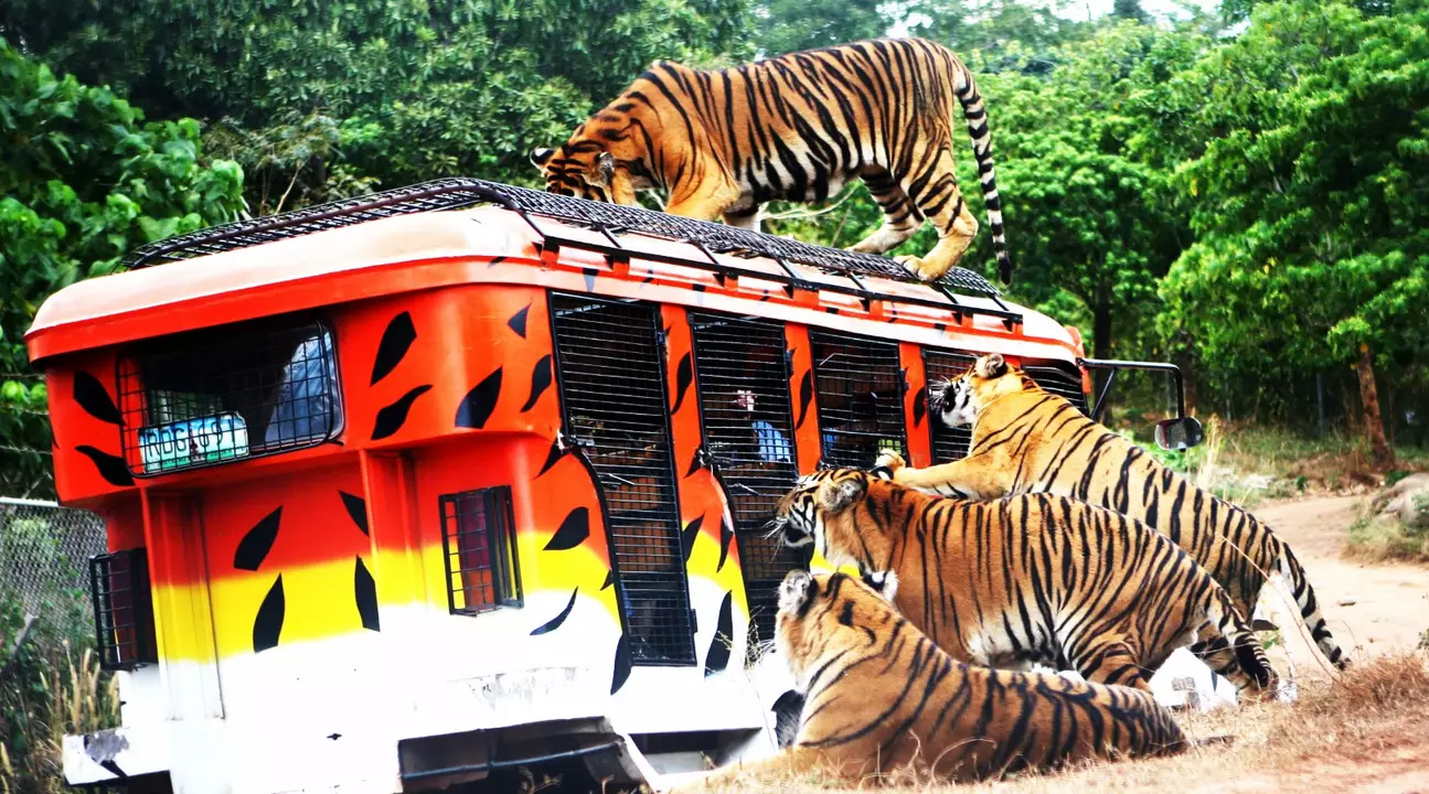 马尼拉 苏比克野生动物园门票(精彩动物表演 穿越老虎