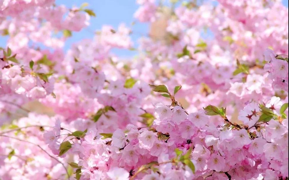 樱花校园怎么穿搭才最美呢_樱花校园模拟器(2)