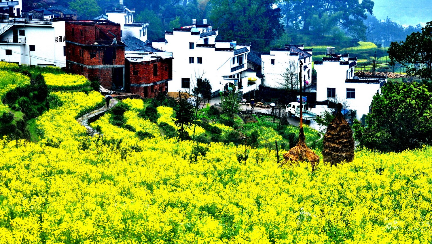 篁岭油菜花