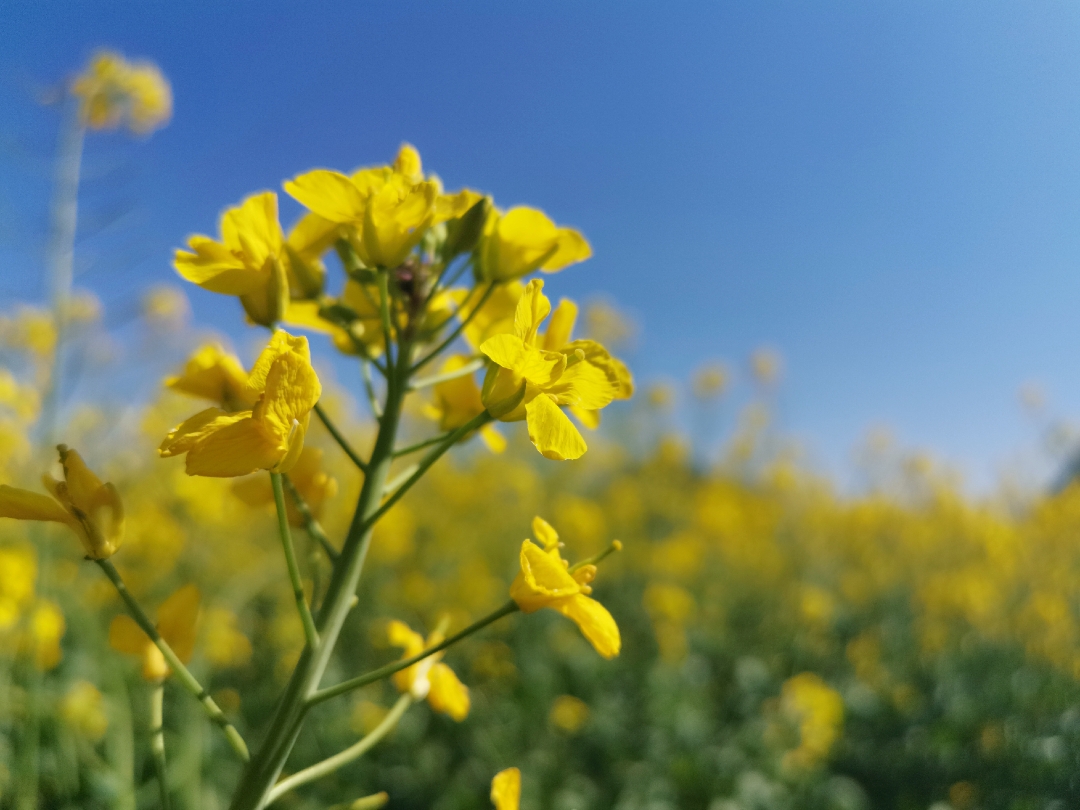 广州4月赏花有什么推荐，广州4月最适合赏花的地方是哪里