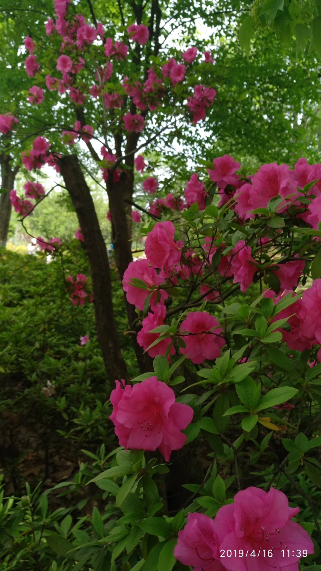 《青山公园》杜鹃花开满园春色