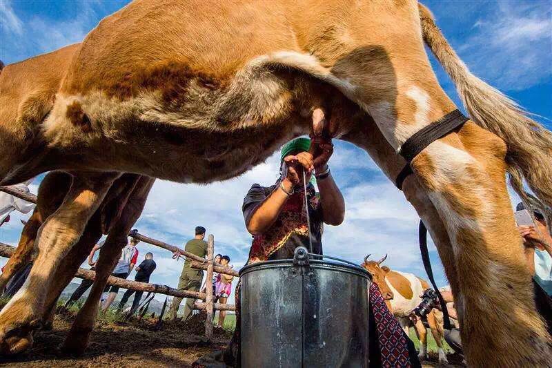 牧民自制奶制品 体验挤牛奶喂小羊等牧民生活