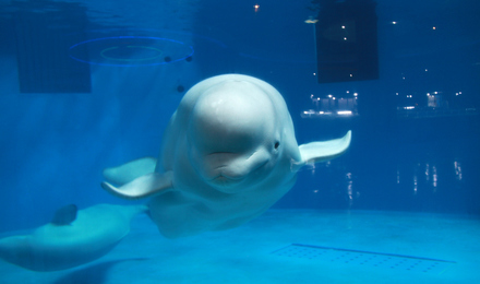 福州永泰欧乐堡海洋世界永泰极地海洋馆公园门