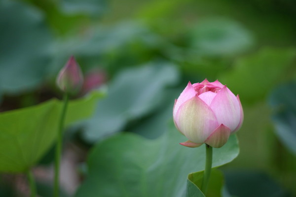 淮阳荷花节