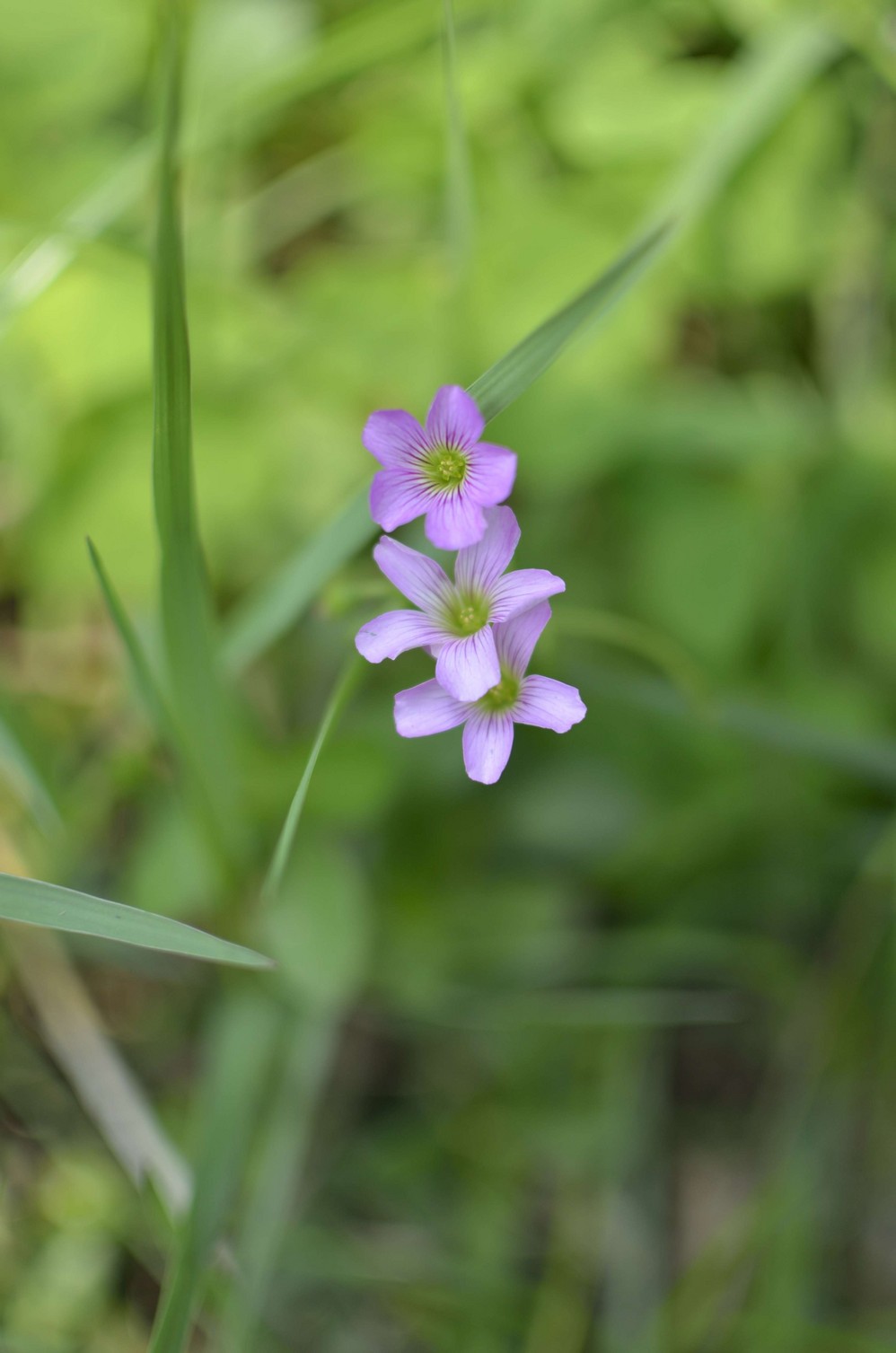 回复帖子:小花小草