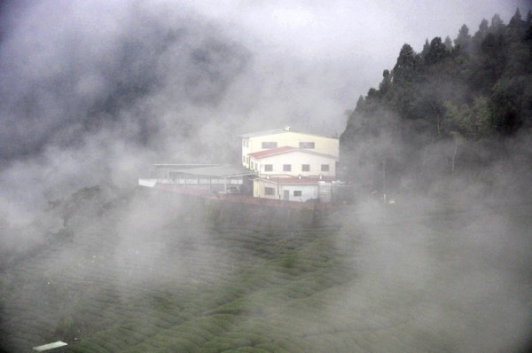雾中的茶园， 台湾 高山茶的产地