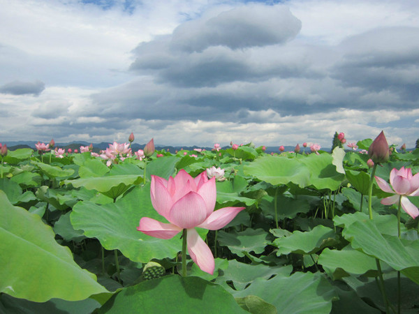 江西省萍乡市莲花县