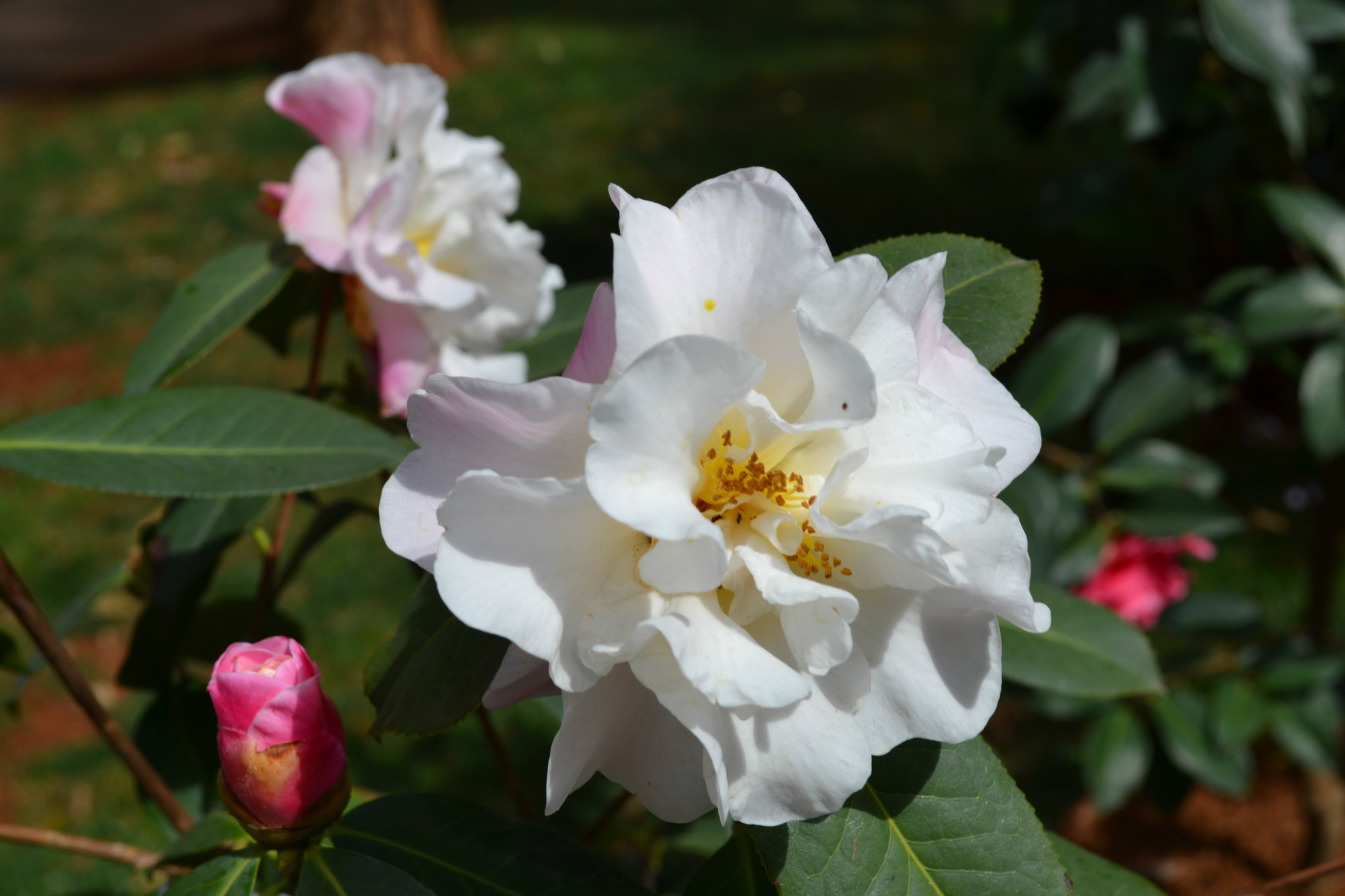 广州4月赏花有什么推荐，广州4月最适合赏花的地方是哪里