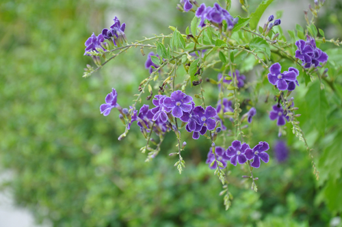 海水一枝花猜成语_七叶一枝花(2)