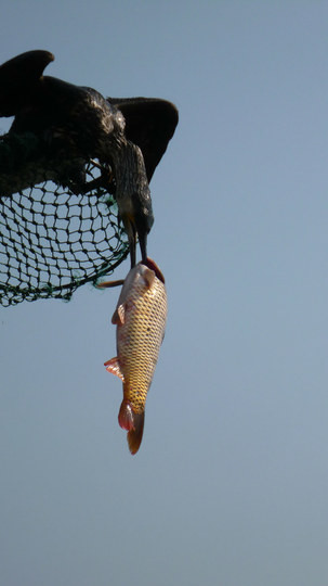 缅甸经济状总量_缅甸经济萧条(2)